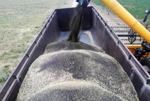 تعاون روستایی کردستان هشت هزار تن کلزا و گلرنگ از کشاورزان خریداری کرد