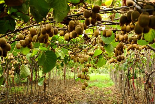 گیلان با ۲۲۰ هزار تن کیوی و جایگاه برتر طیور، پیشتاز کشاورزی شد