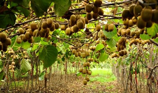 گیلان با ۲۲۰ هزار تن کیوی و جایگاه برتر طیور، پیشتاز کشاورزی شد