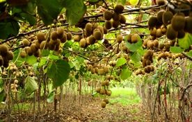 گیلان با ۲۲۰ هزار تن کیوی و جایگاه برتر طیور، پیشتاز کشاورزی شد