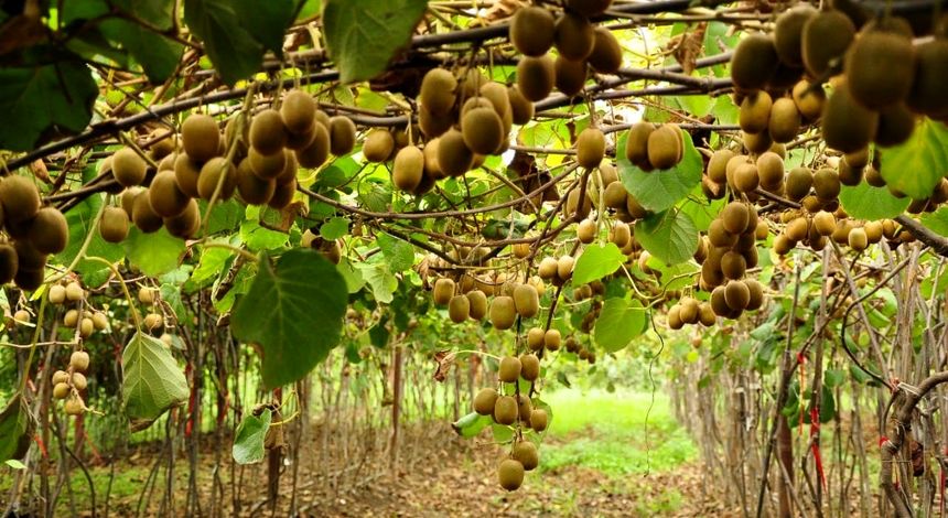 گیلان با ۲۲۰ هزار تن کیوی و جایگاه برتر طیور، پیشتاز کشاورزی شد