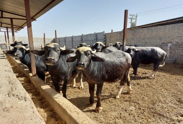 تأکید پژوهشگران خوزستانی بر استفاده از روش‌های علمی در پرورش گاومیش

