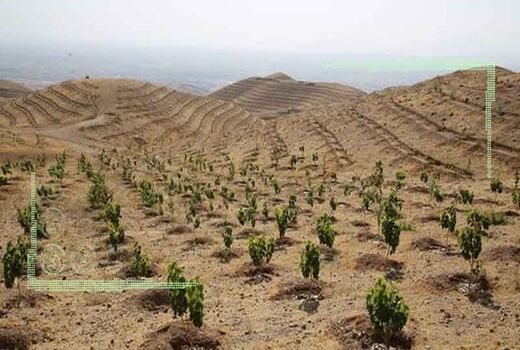پیگیری طرح مردمی کاشت یک میلیارد درخت در استان اصفهان 