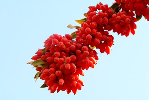 برنامه‌ریزی تعاون روستایی برای خرید زرشک