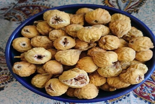 آغاز برداشت از بزرگترین انجیرستان دیم جهان  