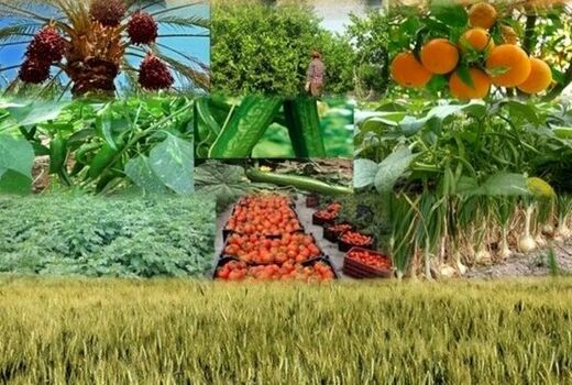 پرداخت تسهیلات جدید  بخش کشاورزی در خراسان جنوبی