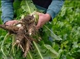 چیکوری در کنار استویا و سورگوم شیرین؛ بررسی منابع جدید تولید قند در ایران