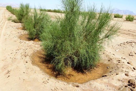 ۷ هزار هکتار نهال‌کاری و احداث ۷۷ کیلومتر بادشکن غیرزنده در کویر میقان اراک