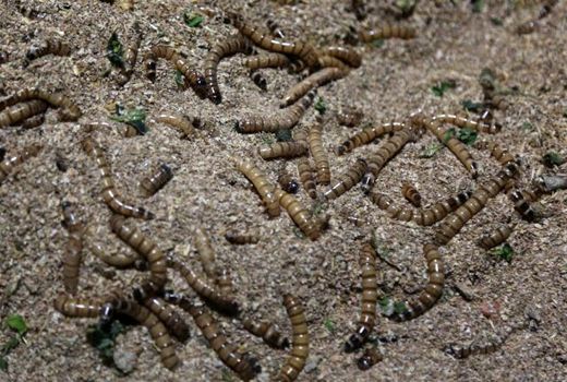 تولید پروتئینی که کشور را از واردات سویا بی‌نیاز می‌کند