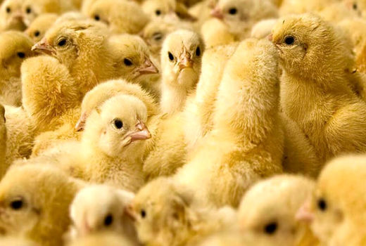 پایش بازدهی جوجه، تلفات اولیه را کاهش می‌دهد