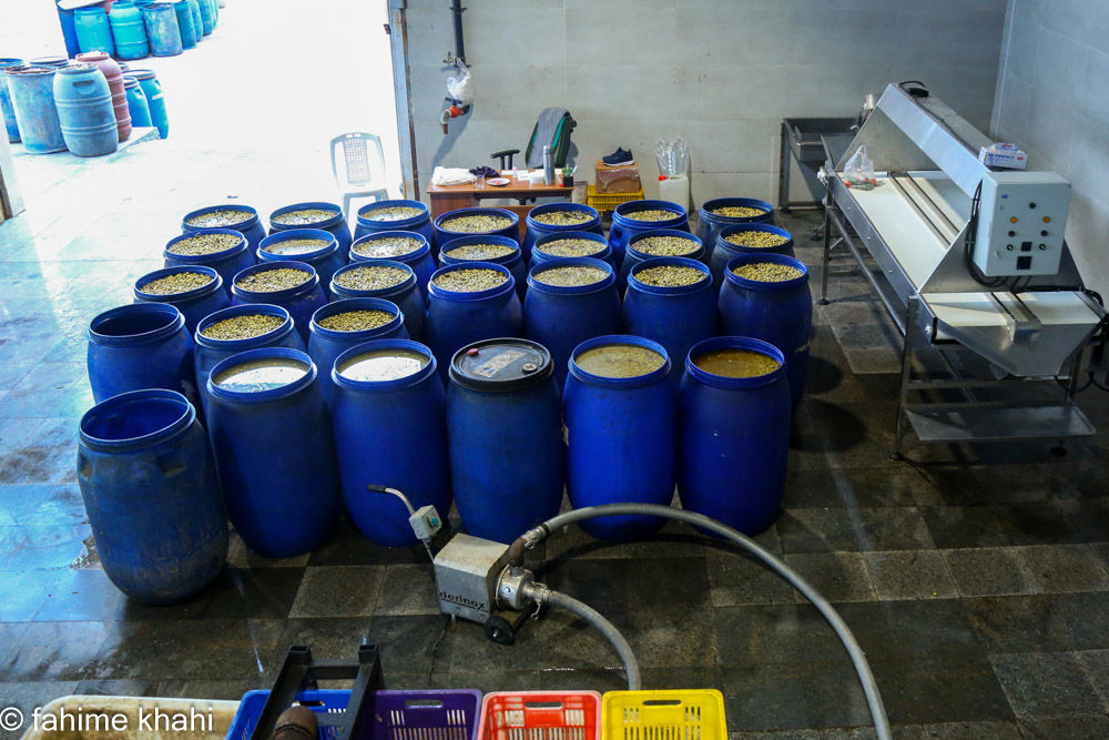 از لمس شاخه تا عصاره ی نور  