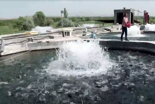 رهاسازی بچه ماهی در استخر‌های پرورشی مراغه