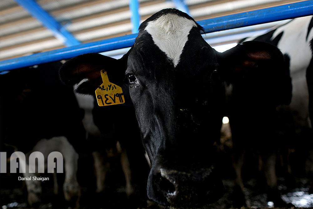 گاوداری هزار راسی ایلام