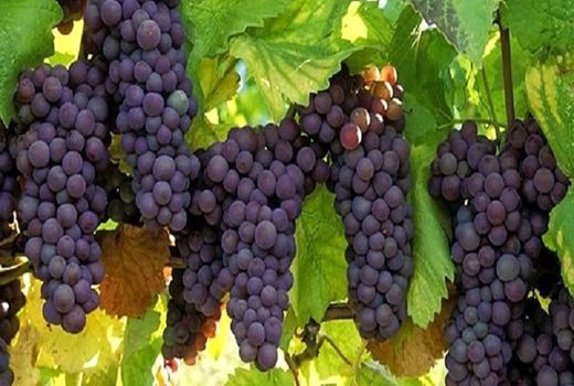 پیش بینی برداشت 13 هزار و 200 تن انگور از باغات استان ایلام