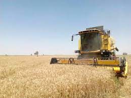 آغاز برداشت خوشه های زرین گندم در آبادان
