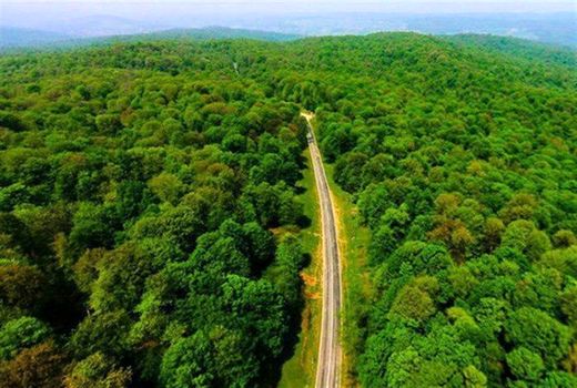 آغاز بررسی‌های یونسکو برای ثبت جنگل‌های هیرکانی