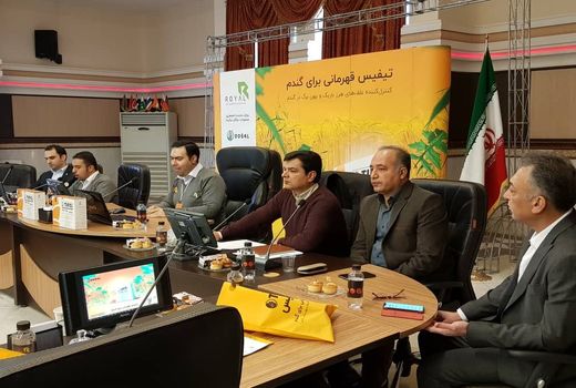 علف هرز 20 درصد به مزارع گندم و جو استان خسارت وارد می کند