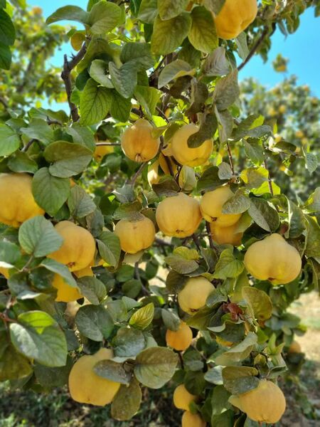 برداشت به از باغ‌های نی‌ریز آغاز شد