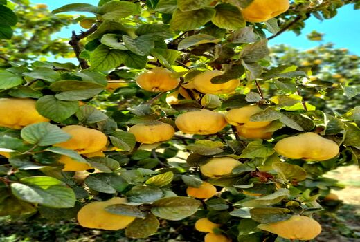 برداشت به از باغ‌های نی‌ریز آغاز شد