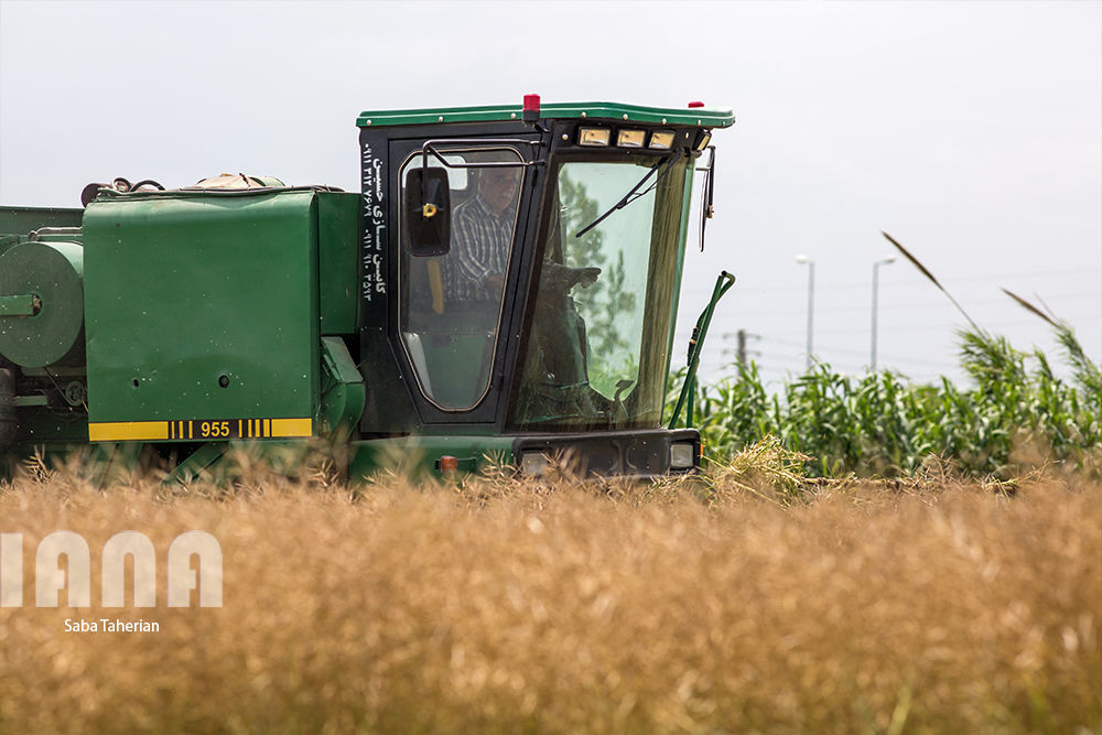 برداشت کلزا