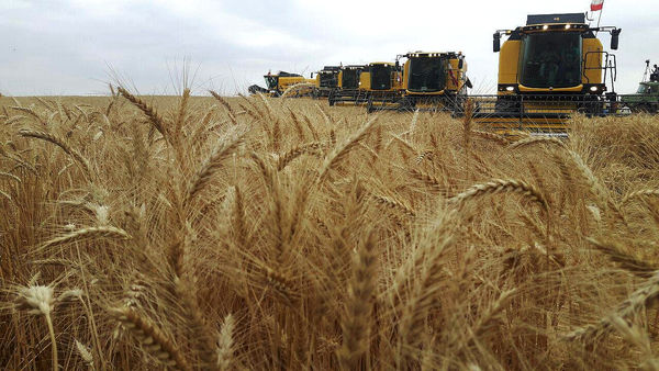 تولید 620 هزار تن گندم در اردبیل