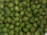 استهبان میزبان بازار فصلی و منحصربه‌فرد بَرانجیر