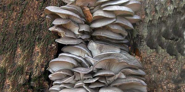 امضاء تفاهم نامه قارچ های خوراکی دارویی در خراسان رضوی