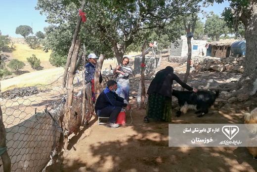 واکسیناسیون 210 هزار راس دام سبک در رامهرمز