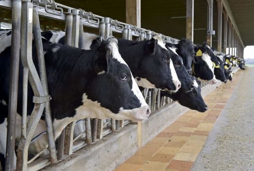 کمک 5 میلیون دلاری به دامداران آمریکایی