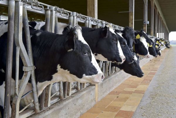 کمک 5 میلیون دلاری به دامداران آمریکایی