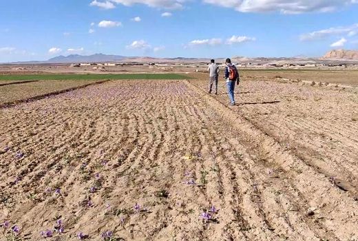 کشت زعفران در ۴۵ هکتار از زمین‌های کشاورزی نایین