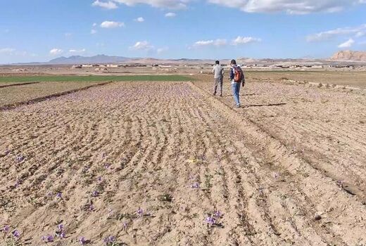 کشت زعفران در ۴۵ هکتار از زمین‌های کشاورزی نایین