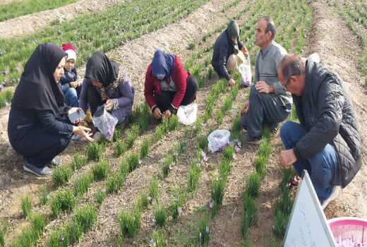 برداشت زعفران از 3.4 هکتار  مزارع شهرستان جلفا