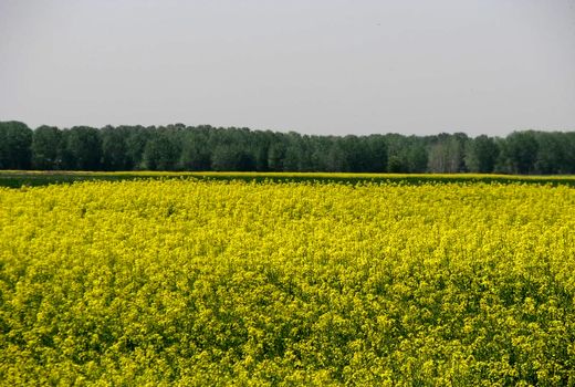 برداشت کلزا از ۲۸۳۰ هکتار از مزارع استان قزوین