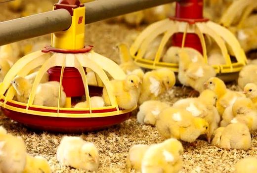 افزایش ۱۲۰ درصدی جوجه‌ریزی در مرغداری‌های گوشتی مراغه 