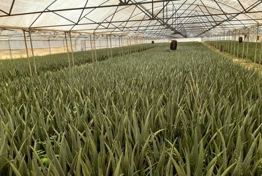 تولید ۲۰۰۰ تن آلوئه ورا در واحدهای گلخانه ای استان قزوین