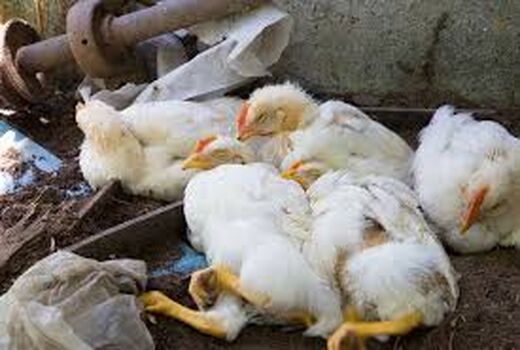 برگزاری کلاس آموزشی بیماری آنفلوآنزای فوق حاد پرندگان در شهربابک