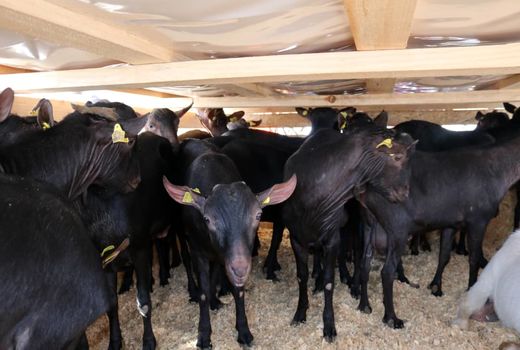 یزد؛ جایگاه نخست پرورش دام‌های سبک پرتولید شیری کشور 