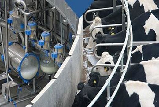 تولید ۲۵۶ هزار تن شیر  در چهارمحال و بختیاری
