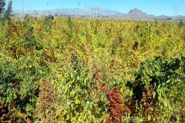 20هکتار از اراضی کشاورزی ورامین به کشت خاویار گیاهی اختصاص یافت