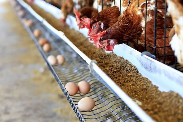 چالش‌های تأمین نهاده‌ها ادامه دارد/نیاز به توجه بیشتر مسئولین به مشکلات صنعت مرغداری