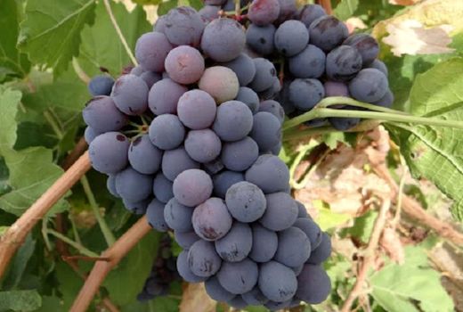 پیش‌بینی تولید 24 هزار تن انگور در بیضا