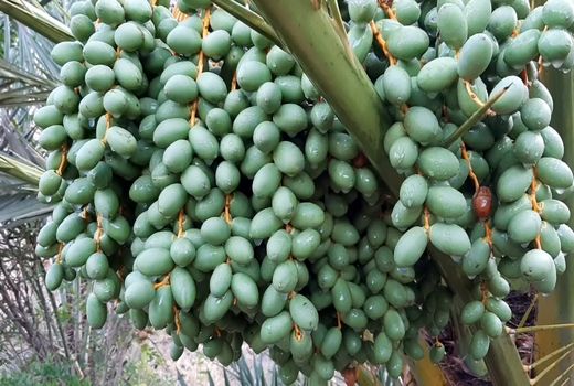 آغاز مبارزه شیمیایی با آفت‌های کلیدی خرما