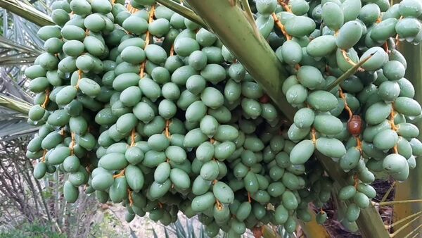 آغاز مبارزه شیمیایی با آفت‌های کلیدی خرما