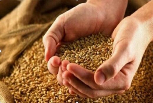 توزیع ۲۵۰ تن بذر گندم و جو اصلاح‌شده بین کشاورزان جاجرمی