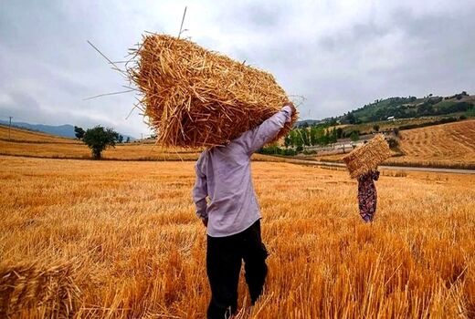 افزایش ۱۶ درصدی خرید تضمینی گندم/ ۵۳.۲ هزار میلیارد تومان از پول گندمکاران پرداخت شد