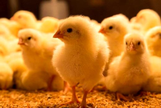  بیش از ۱۳ میلیون قطعه جوجه‌ریزی در مرغداری‌های چهارمحال و بختیاری انجام شد