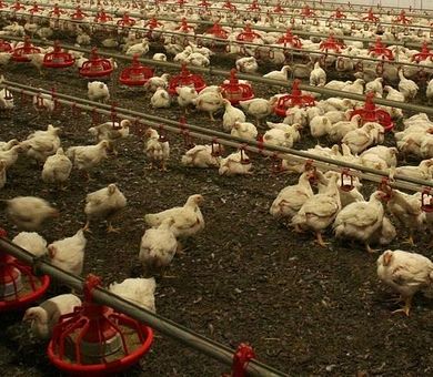 وقتی ویروس به مرغ‌داری می‌رسد تخم مرغ کم می‌شود 