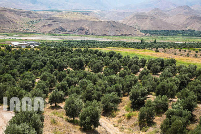 کشاورزی استان زنجان