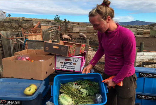 حشرات٬‌ رمز به صفر رساندن ضایعات کشاورزی